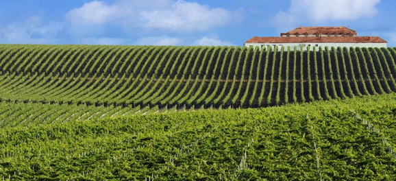 Green grape fields
