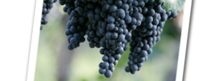 Grapes and wine bottles with word 'Malbec'