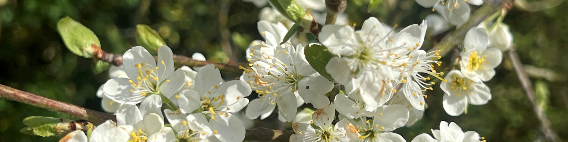 blossom